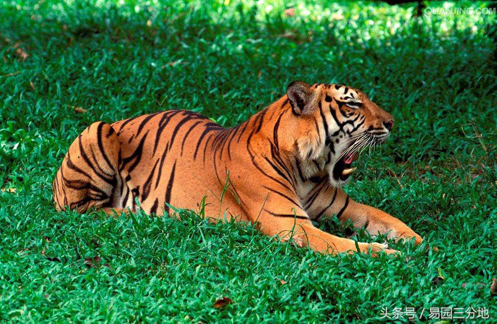 十二生肖论命之申猴,十二生肖生于各月运势