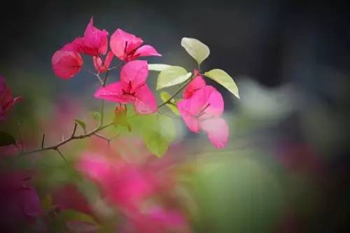 photoshop照片处理技巧,photoshop处理照片的基本技巧