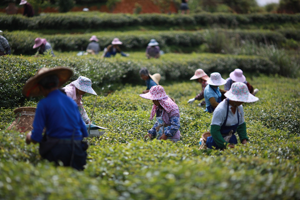 茶园风光,茶园风光欣赏