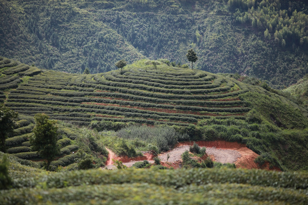 茶园风光,茶园风光欣赏