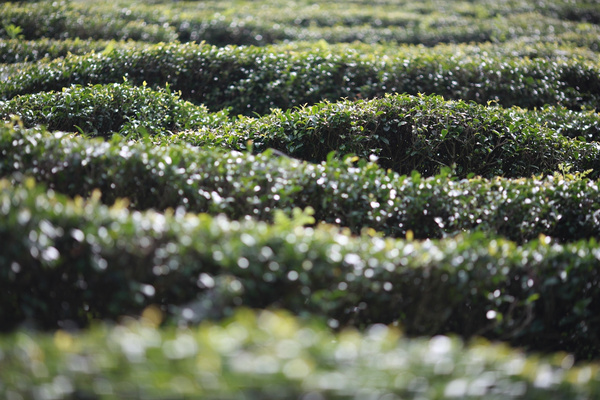 茶园风光,茶园风光欣赏