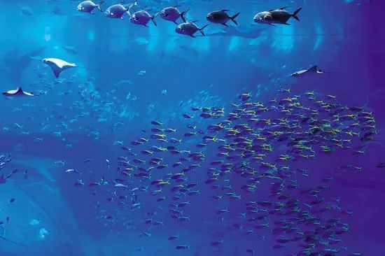 海洋护肤成分,护肤指南海洋成分