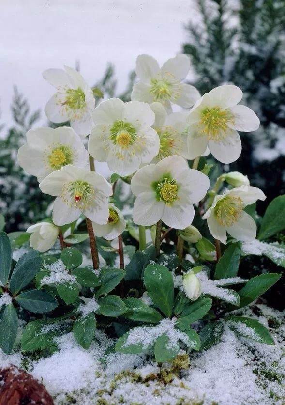 花园里的花怎么种植,花园里如何种花更容易活