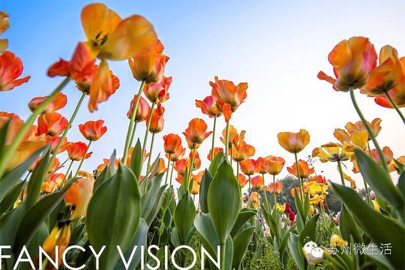 园博园花海在哪个位置,园博园花海现在还有么