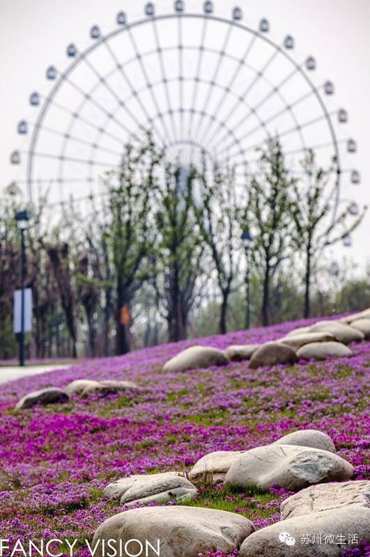 园博园花海在哪个位置,园博园花海现在还有么