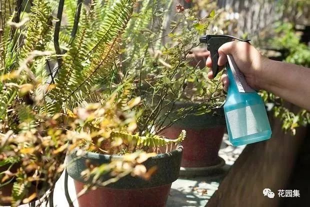 花园里的花怎么种植,花园里如何种花更容易活