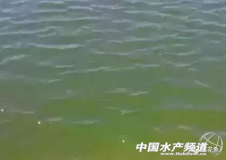 养殖水浓用什么药好,养殖水硬度高有什么好处