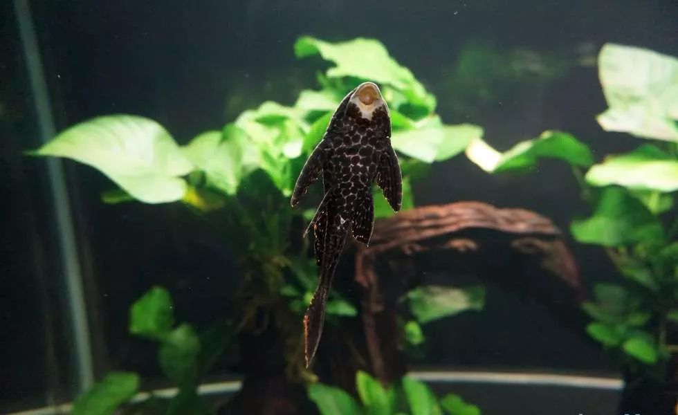 玩得细致、专业，出手不凡！