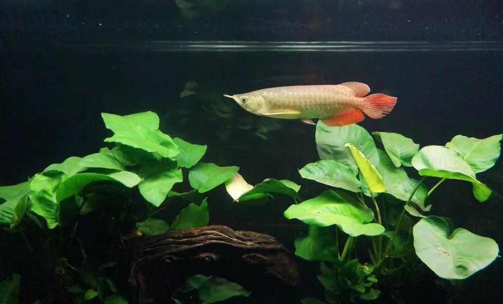 玩得细致、专业，出手不凡！