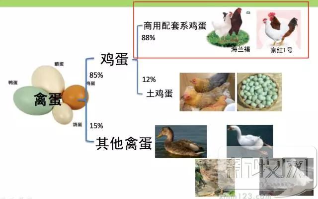 2020年中国蛋鸡业的范围,蛋鸡行业分析报告