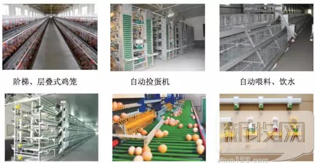 2020年中国蛋鸡业的范围,蛋鸡行业分析报告