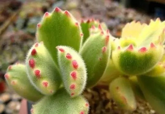 又贵又难养的多肉,又贵又稀有的又好看的多肉