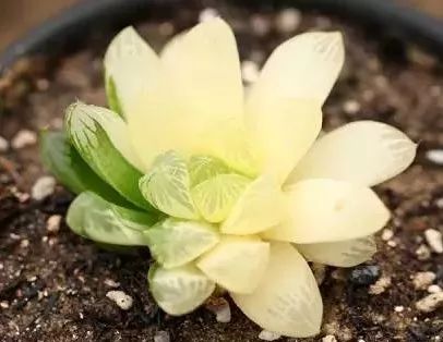 又贵又难养的多肉,又贵又稀有的又好看的多肉