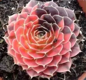 又贵又难养的多肉,又贵又稀有的又好看的多肉