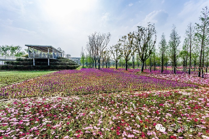 园博园花海在哪个位置,园博园花海现在还有么