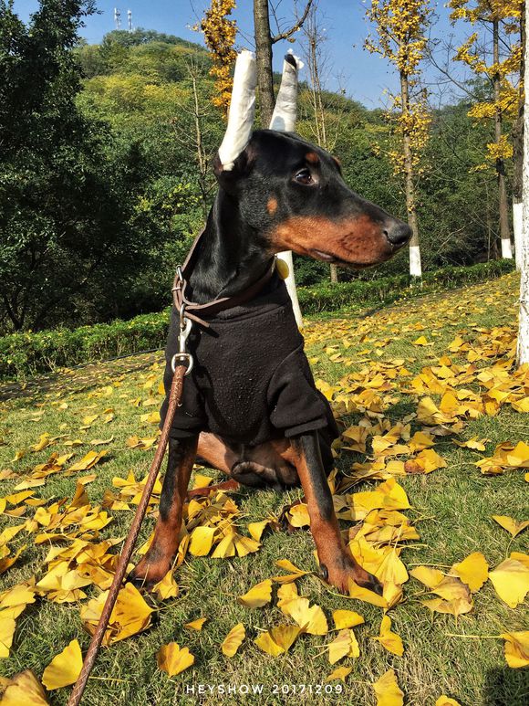 公园里的红狗HEYSHOW俘虏了0-80岁的芳心