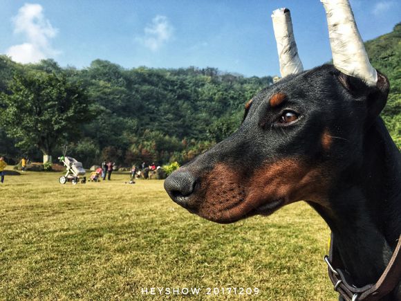 公园里的红狗HEYSHOW俘虏了0-80岁的芳心