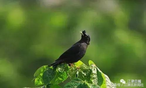 有你家的孩子吗,有你家娃吗