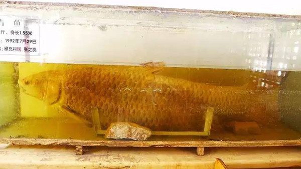 云南历史记忆抚仙湖,云南抚仙湖千古之谜