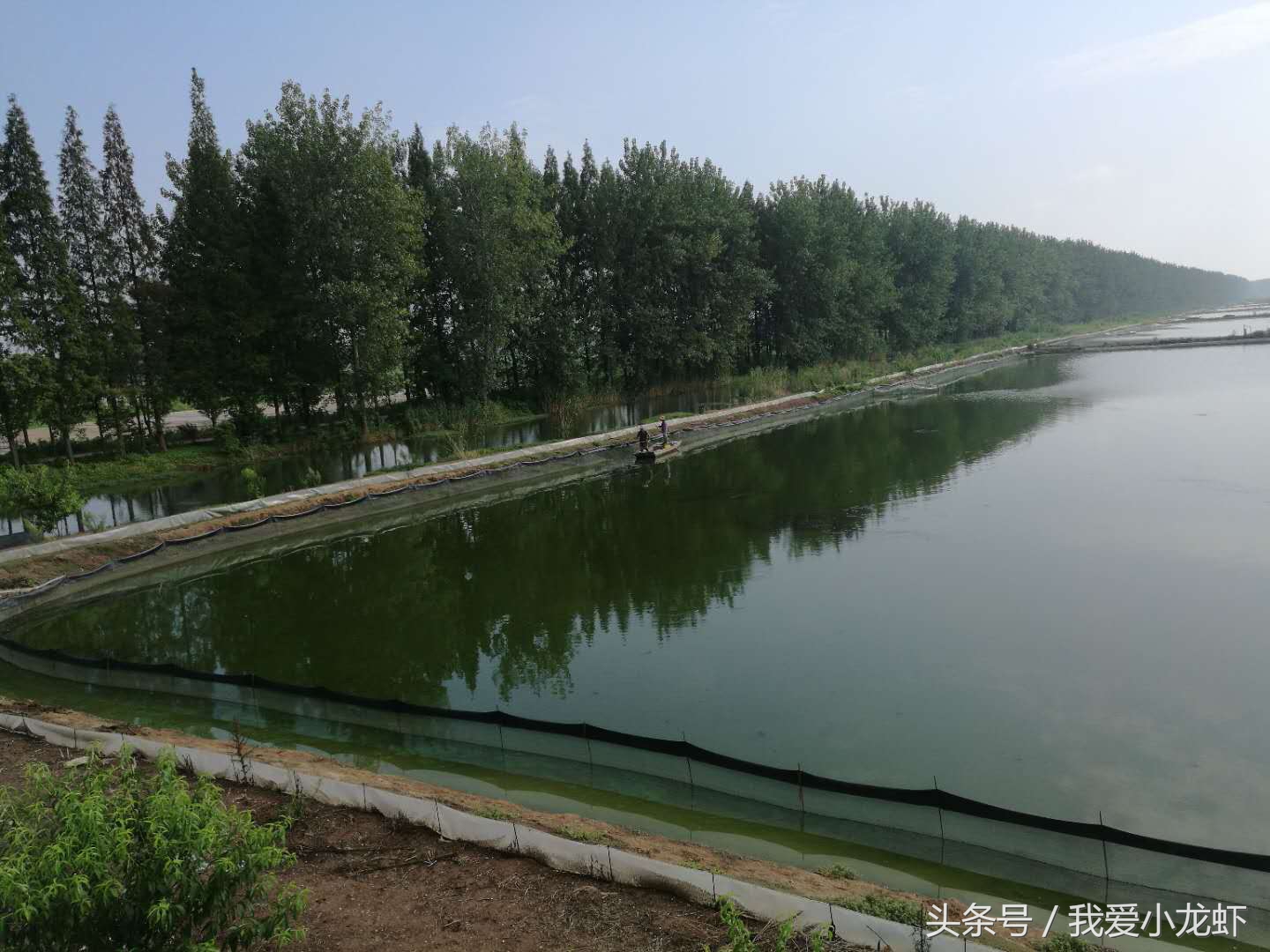 近期龙虾养殖技术有哪些,最新的龙虾养殖技术