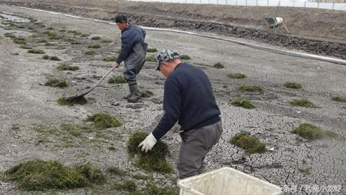 近期龙虾养殖技术有哪些,最新的龙虾养殖技术