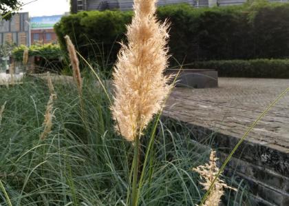 红米5plus和魅蓝note6,红米note5与魅蓝note6拍照对比