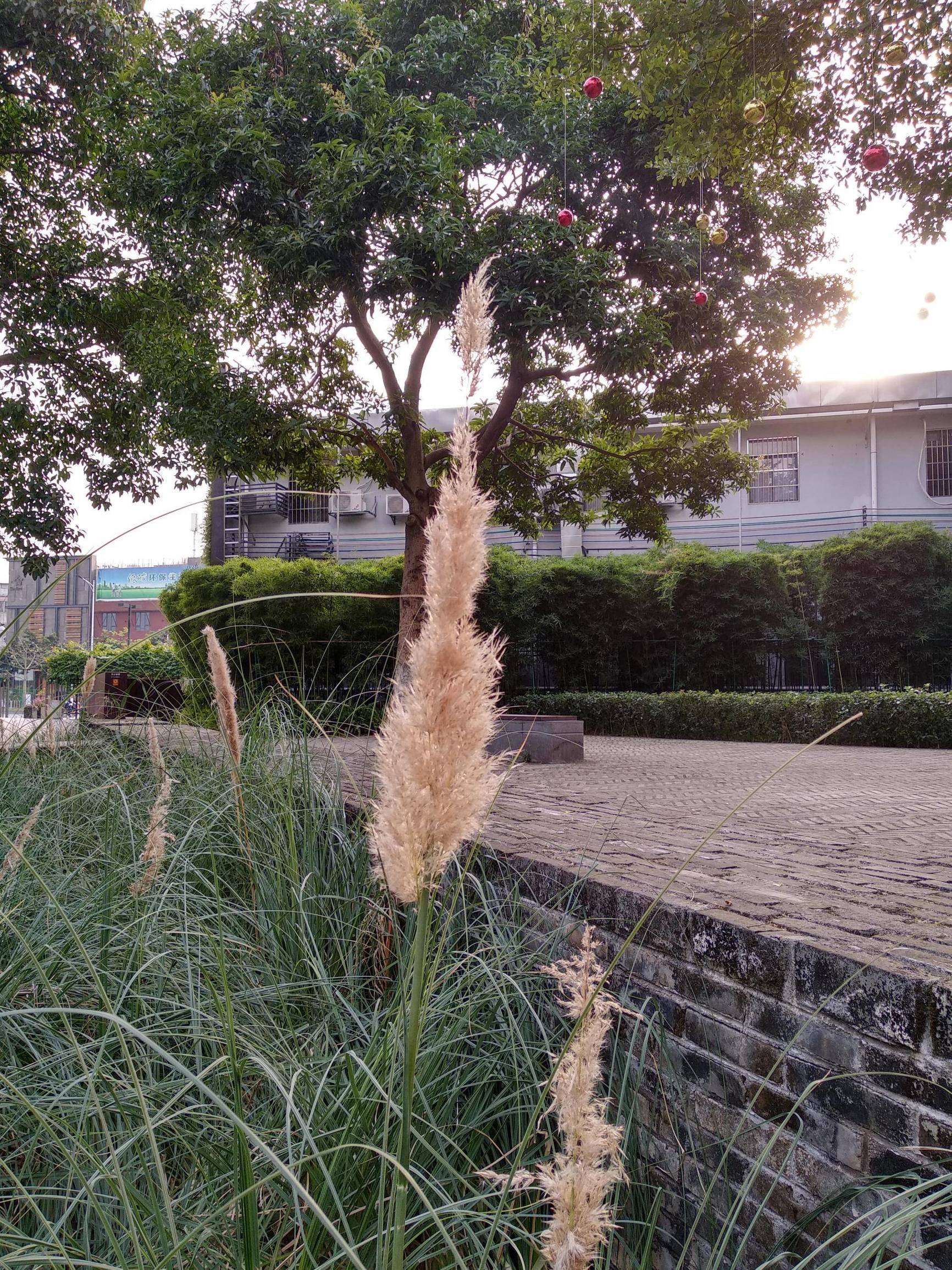 红米5plus和魅蓝note6,红米note5与魅蓝note6拍照对比