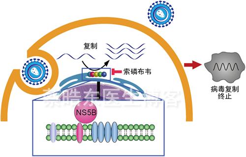 索磷布韦片是哪个国家,索磷布韦是小分子药吗
