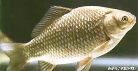 近期龙虾养殖技术有哪些,最新的龙虾养殖技术