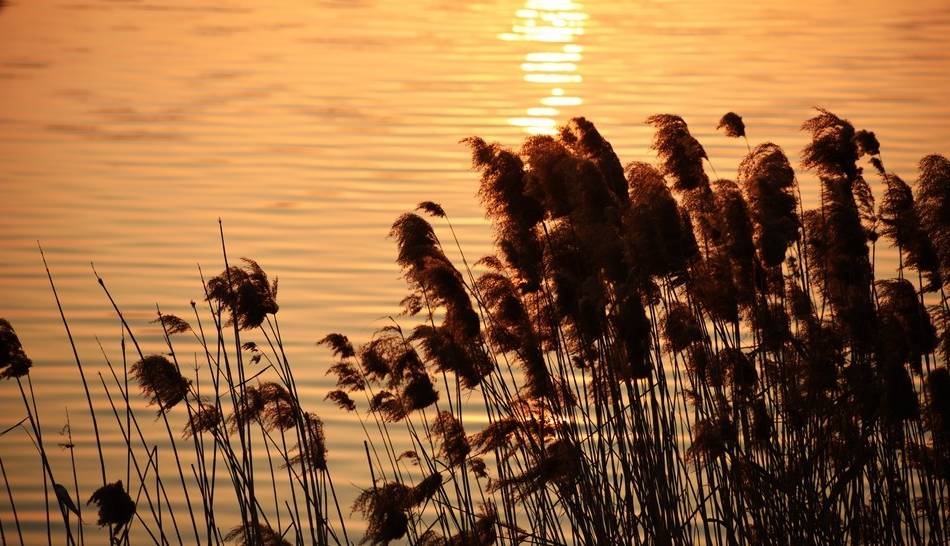 世界上最好的养生药,十大最养生药