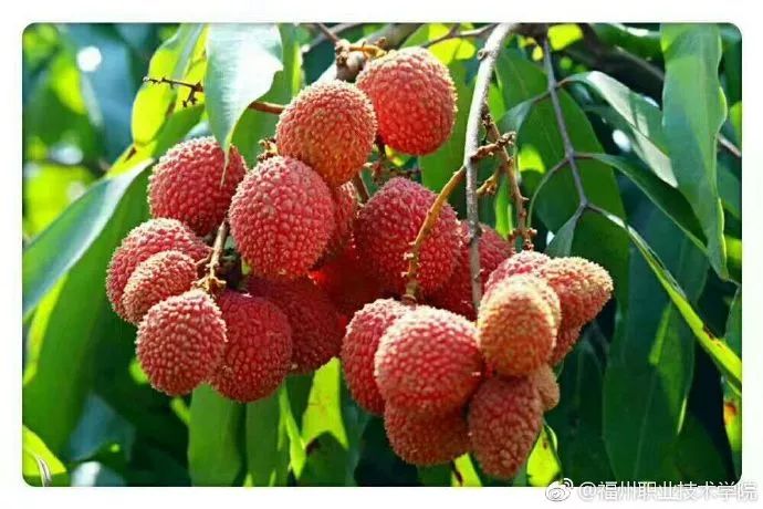 福州的工作技术学院有哪些,福州工作技术学院都有什么学院