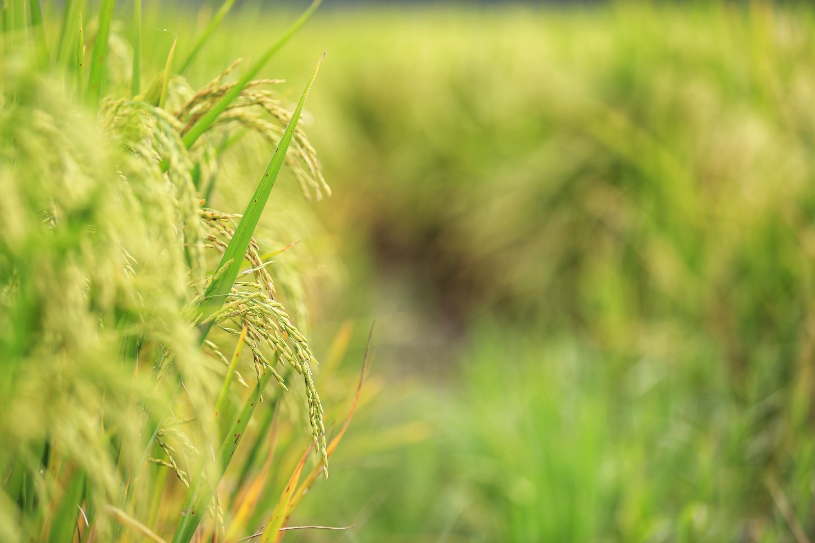 天等小记-登一座山爱一座城看一片天等日夕晨
