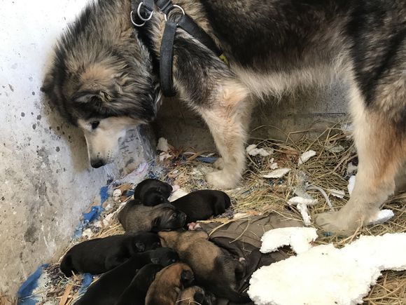 阿拉斯加为什么生了一只,阿拉斯加生了三只后不生了