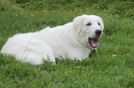 大白熊幼犬和金毛幼犬怎么区分,如何挑选大白熊犬