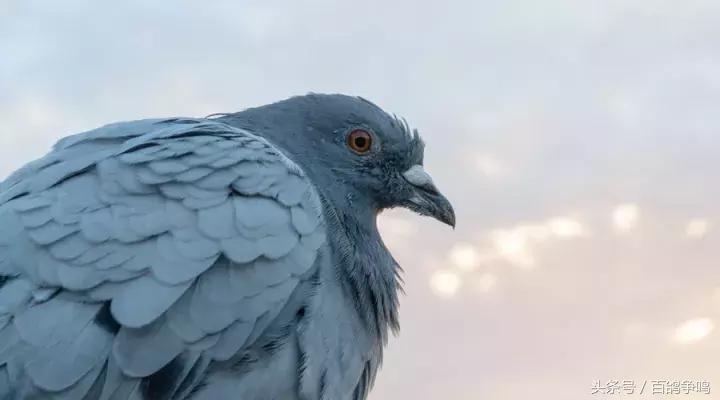 养鸽死亡率在多少是正常的,养十只鸽子怎么才能不飞走