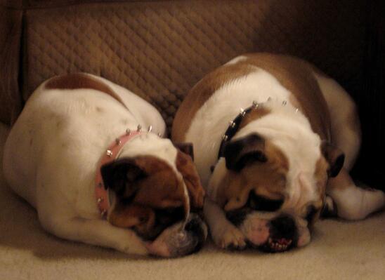 犬种百科之泰迪,犬种百科之比熊