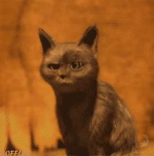 黑土豆有什么作用和功效,黑土豆有什么作用