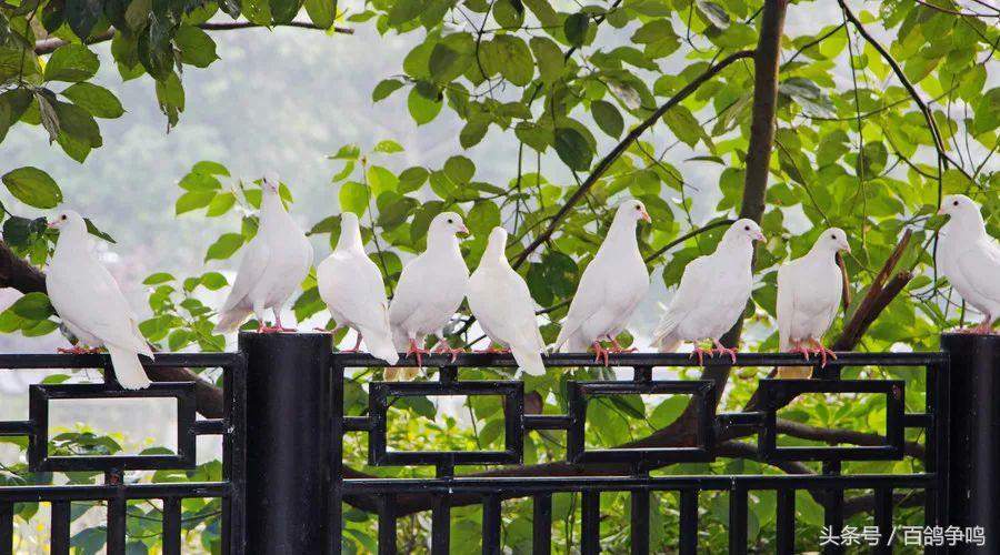 养鸽死亡率在多少是正常的,养十只鸽子怎么才能不飞走