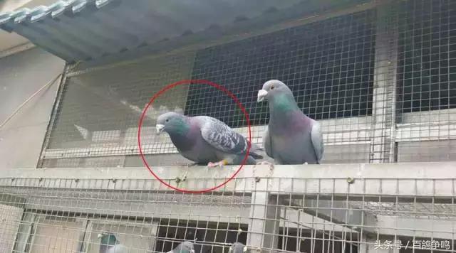 养鸽死亡率在多少是正常的,养十只鸽子怎么才能不飞走