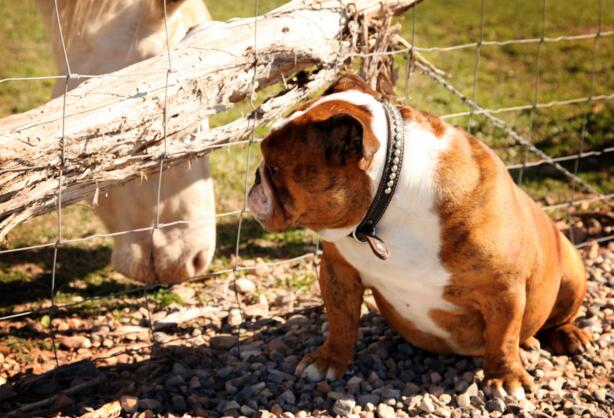 犬种百科之泰迪,犬种百科之比熊