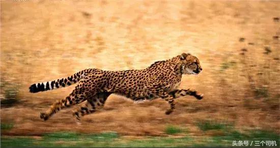 猎豹cs9深度评测,猎豹cs9新能源测试