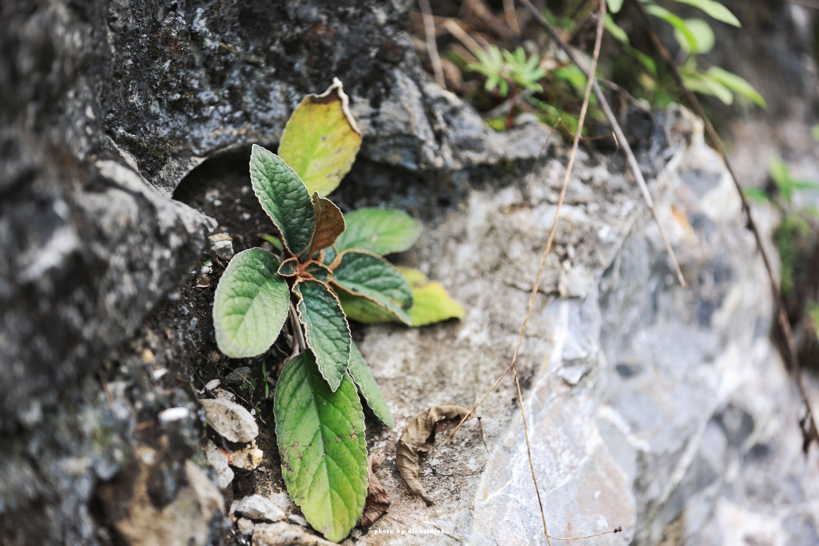 天等小记-登一座山爱一座城看一片天等日夕晨