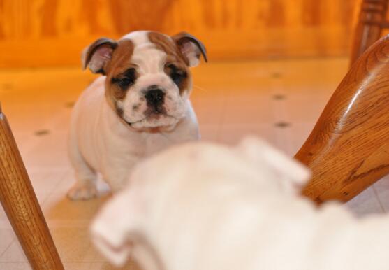 犬种百科之泰迪,犬种百科之比熊