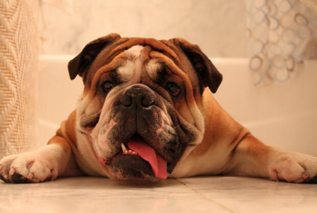 犬种百科之泰迪,犬种百科之比熊