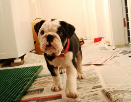 犬种百科之泰迪,犬种百科之比熊