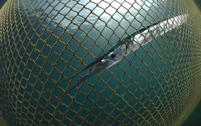 动物学中动物的进化历程,动物进化的历程是什么