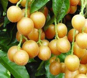 横县人各种各样的美食,广西横县好吃的特色美食