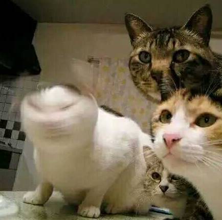 110京妞下嫁凤凰男？不，是高攀了