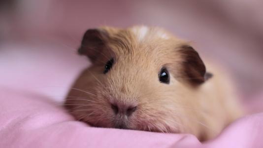 荷兰宠物猪豚鼠品种大全,豚鼠是啮齿类动物吗