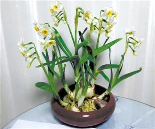 水仙花开花之后怎么养护,水仙花开过还能养吗怎么养